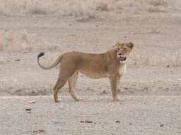 Western_Corridor2009-129